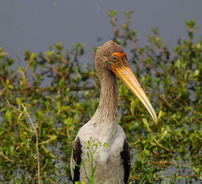 Painted Stork - ML237726031