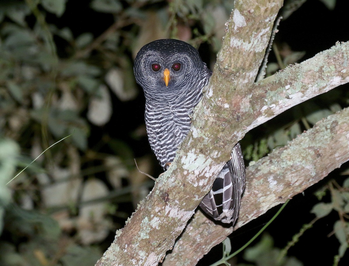 Black-banded Owl - ML237726591