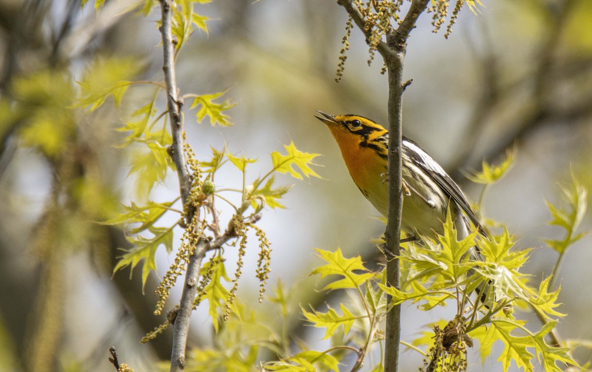 Blackburnian Warbler - Ed Wransky