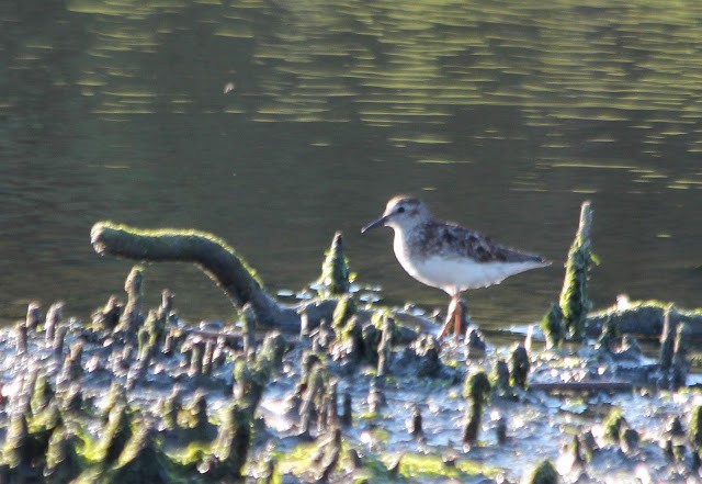 Least Sandpiper - ML237728381