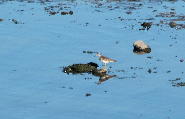 Solitary Sandpiper - ML237728541