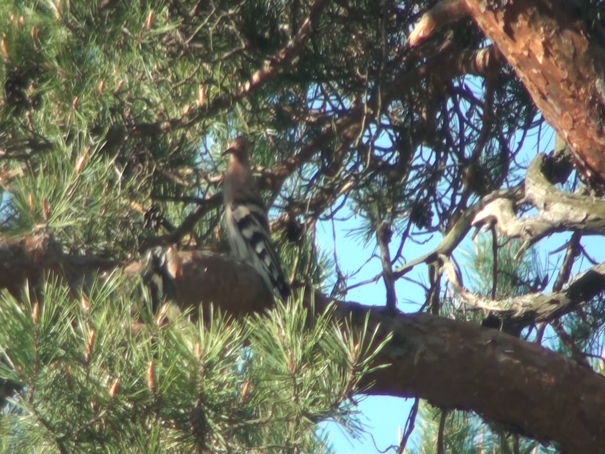 Eurasian Hoopoe - ML237728981