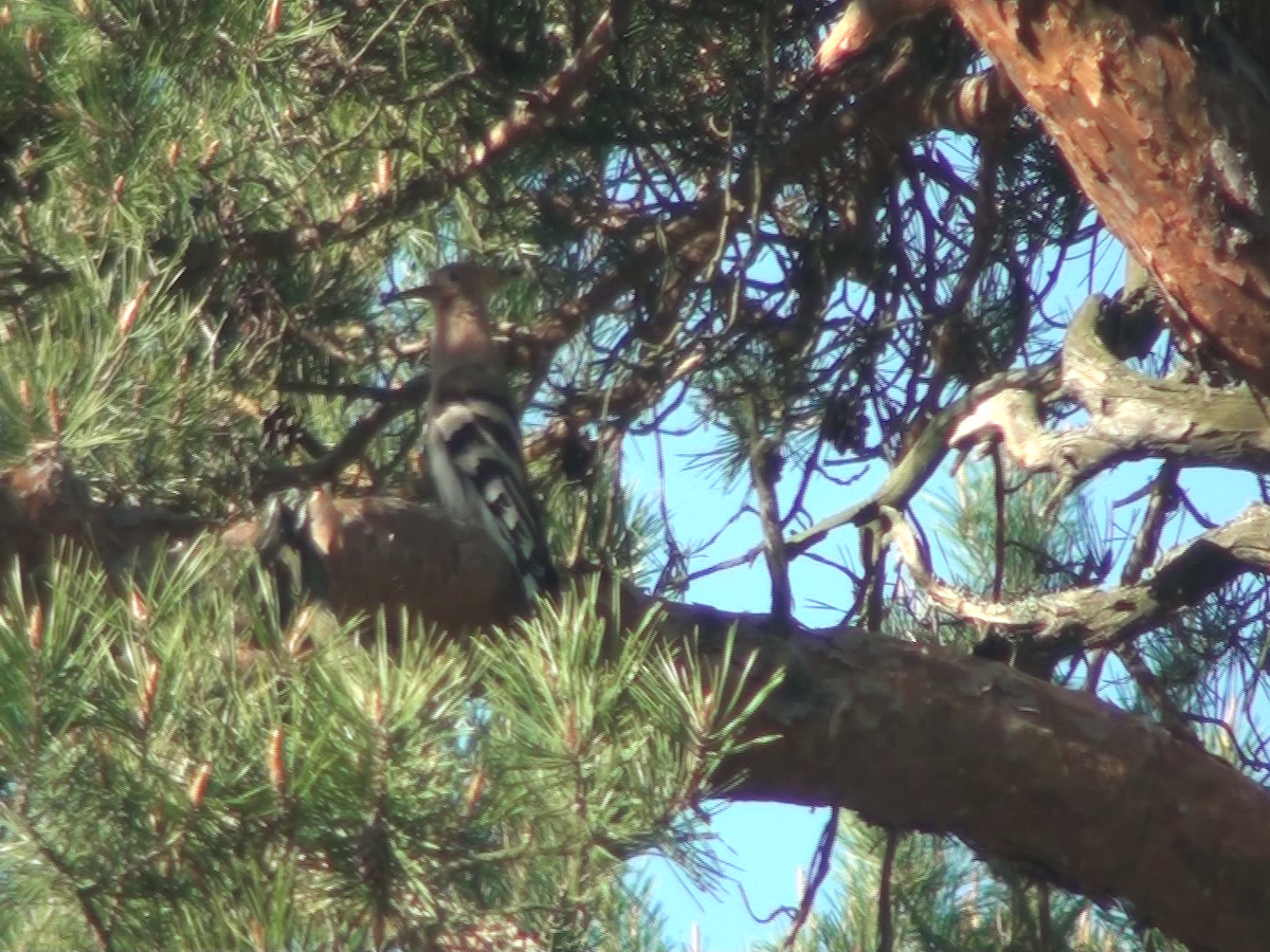 Eurasian Hoopoe - ML237729021