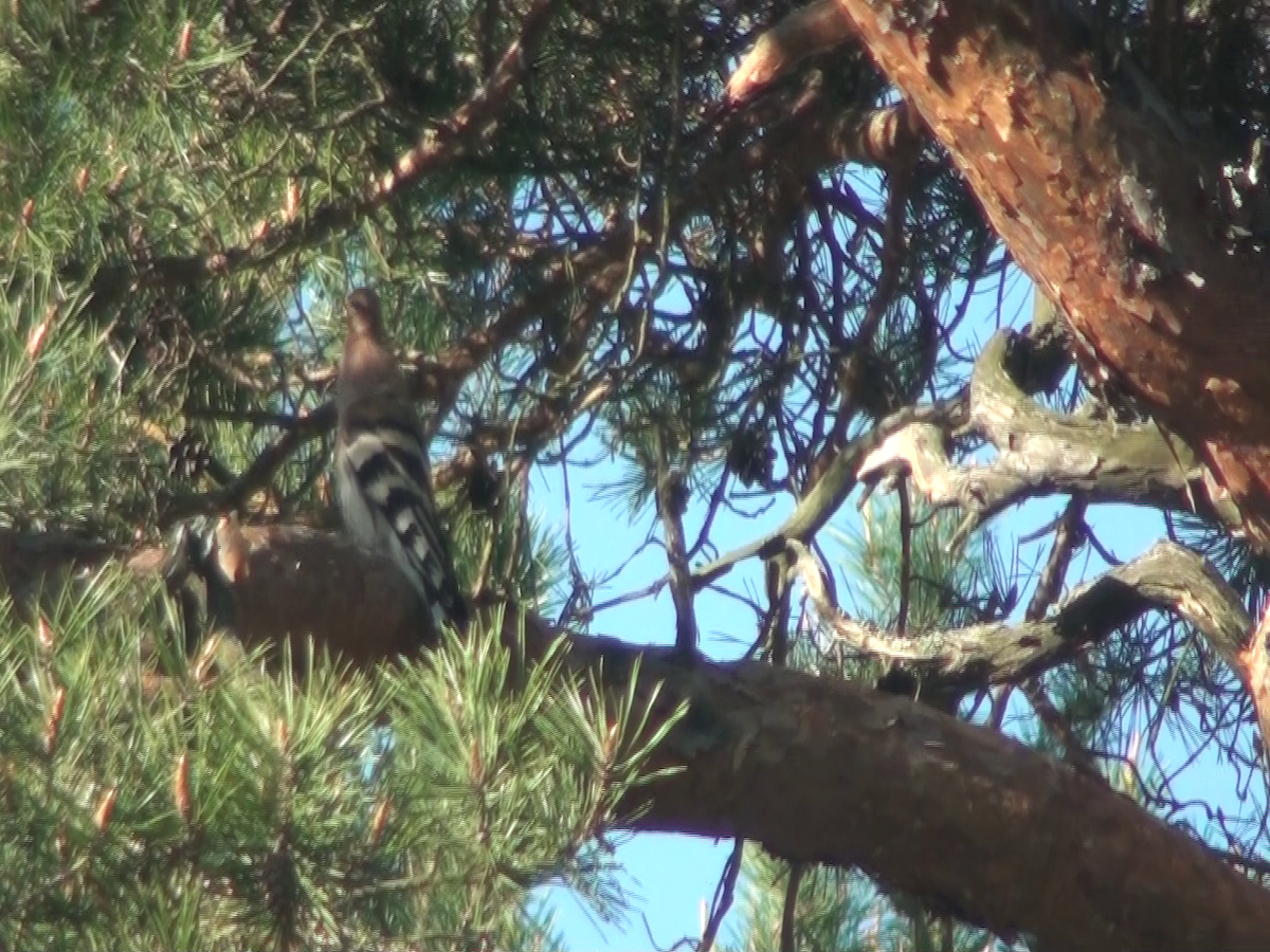 Eurasian Hoopoe - ML237729101
