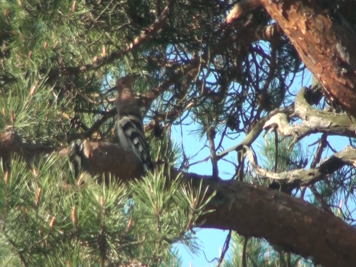 Eurasian Hoopoe - ML237729131