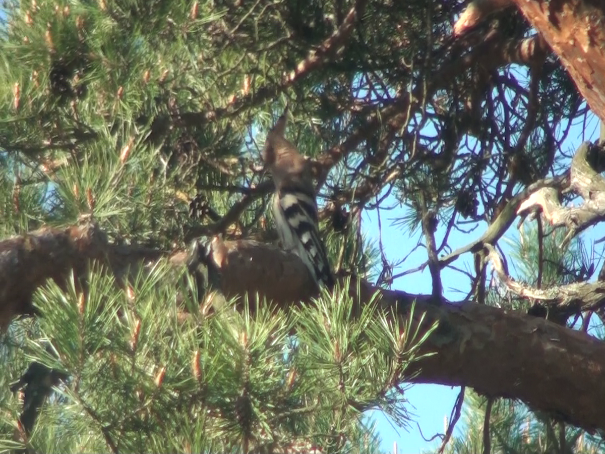 Eurasian Hoopoe - ML237729251