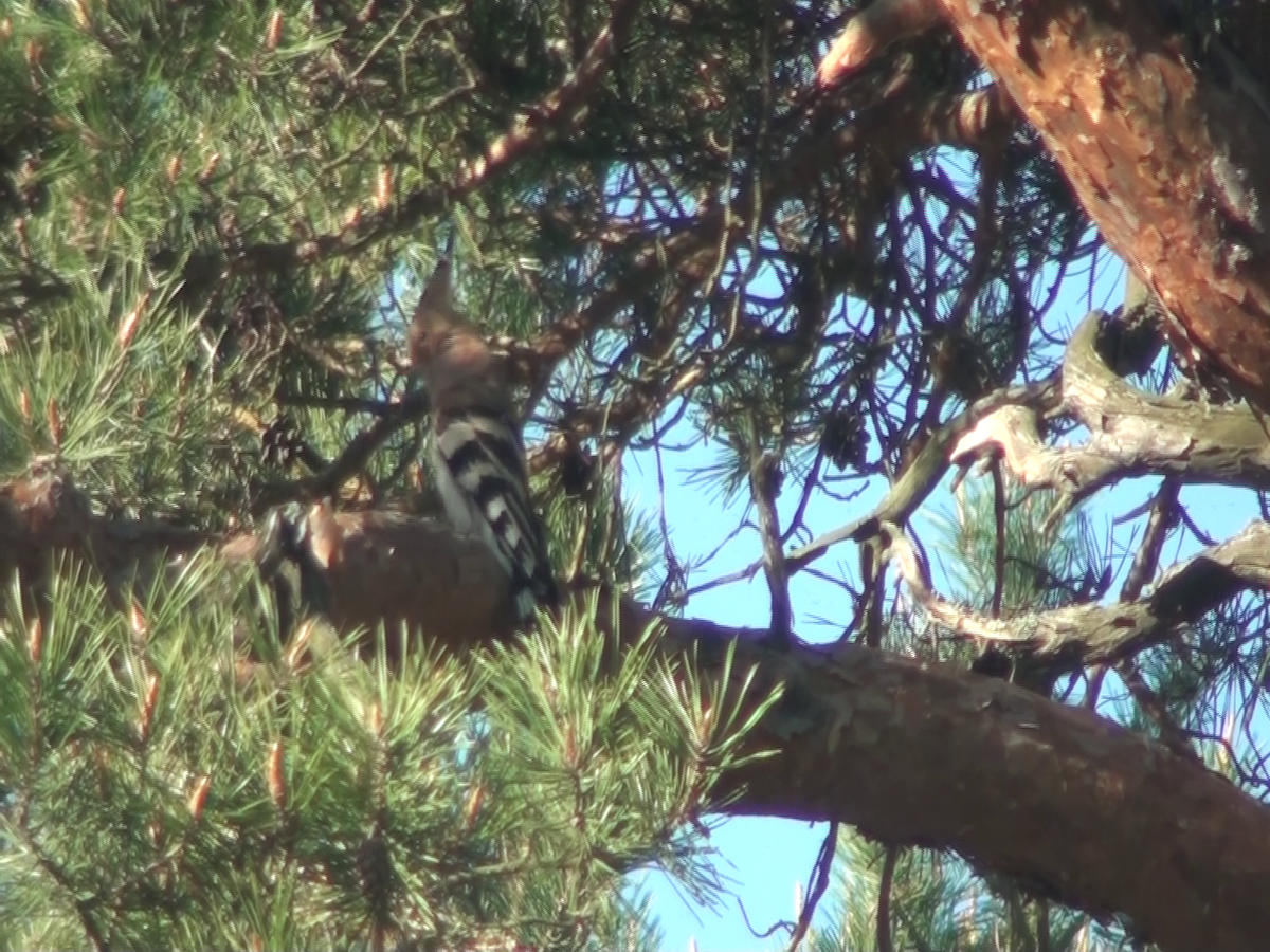 Eurasian Hoopoe - ML237729261