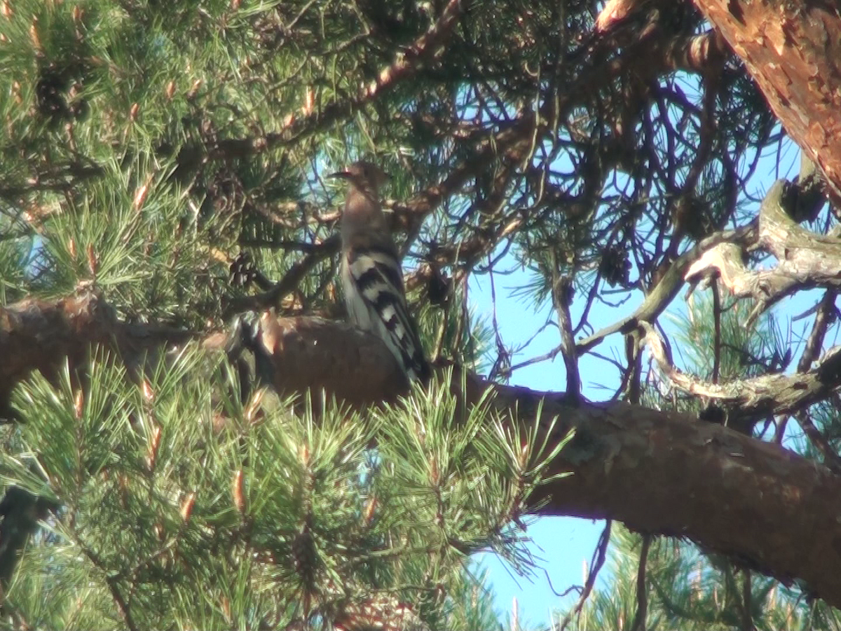 Eurasian Hoopoe - ML237729271