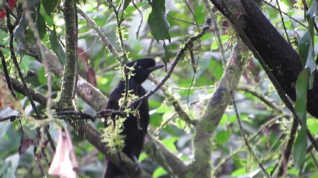 Bare-necked Umbrellabird - ML237729281