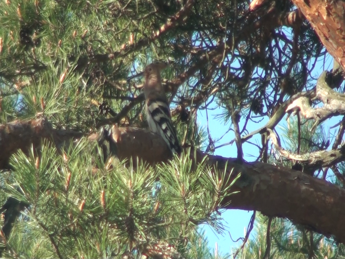 Eurasian Hoopoe - ML237729291