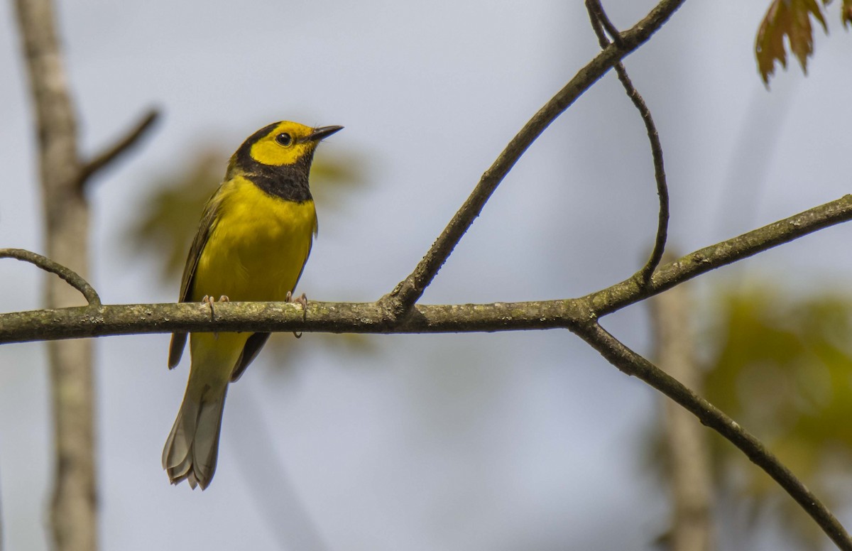 Hooded Warbler - ML237729641