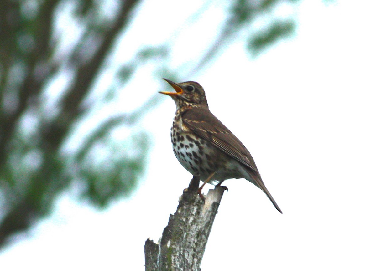 Song Thrush - ML237731021