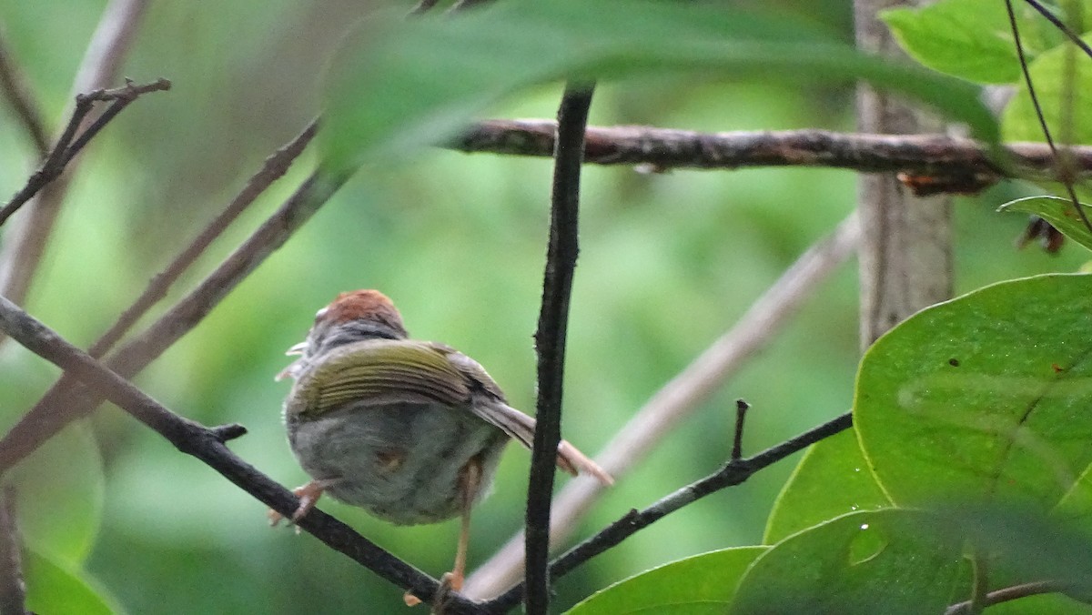 Gray-backed Tailorbird - ML237731101