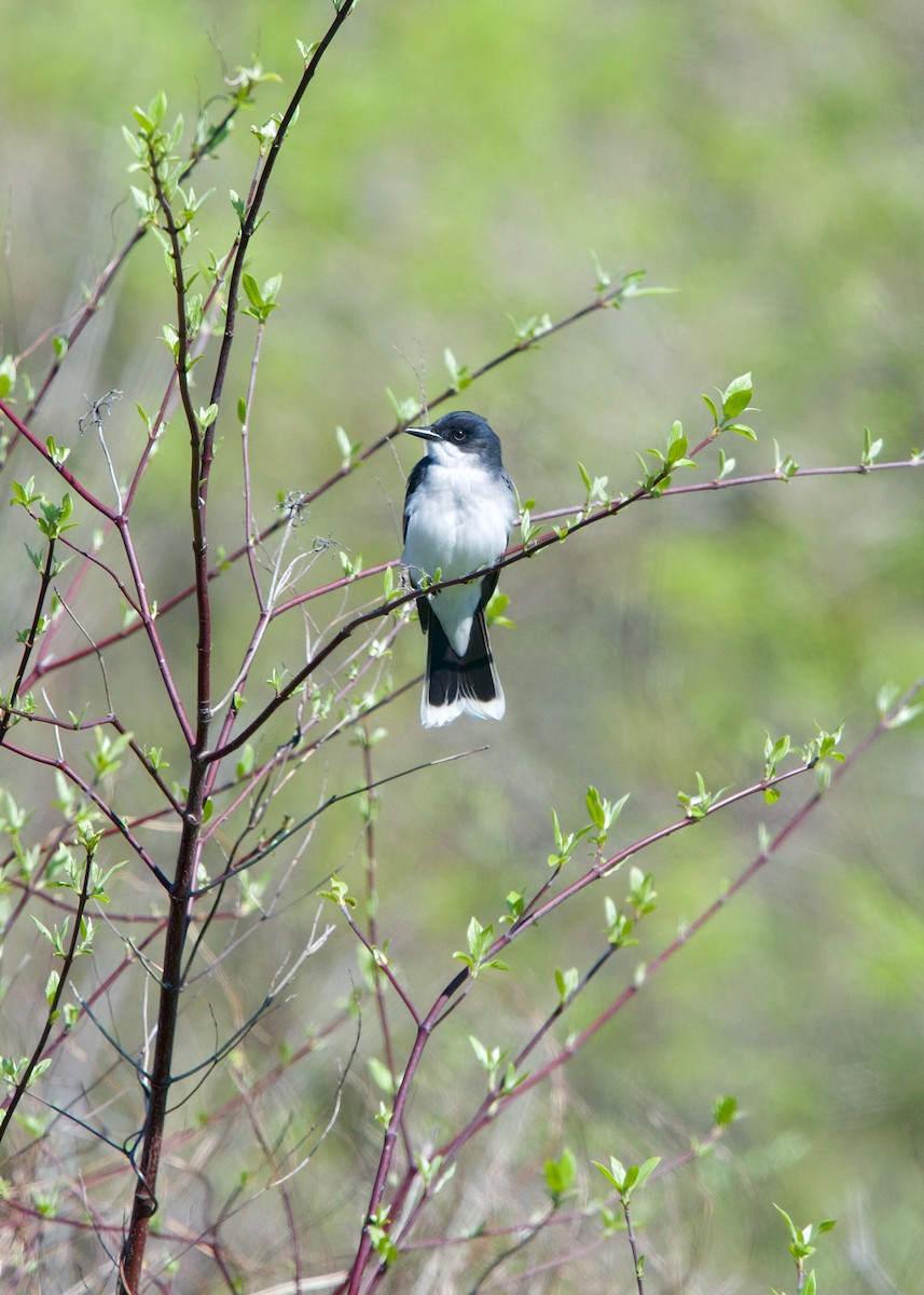 Eastern Kingbird - Jon Cefus