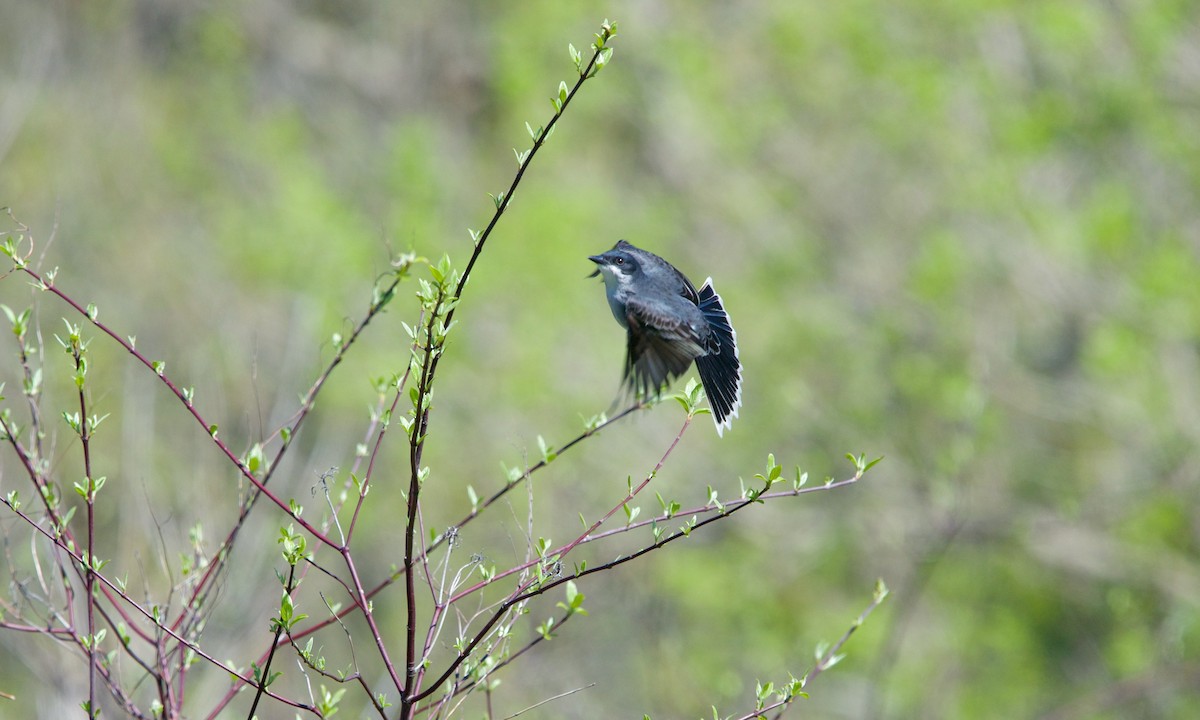 Eastern Kingbird - ML237732091