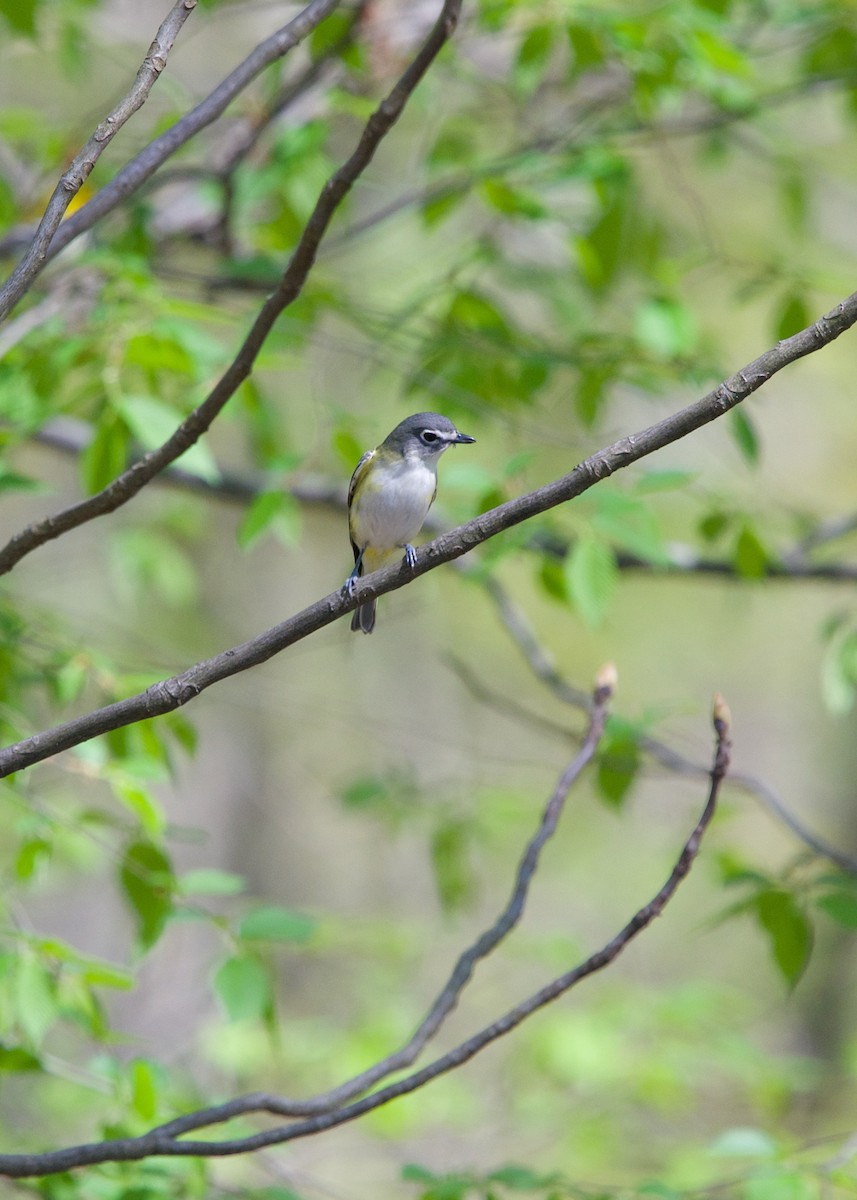 Blue-headed Vireo - ML237732101