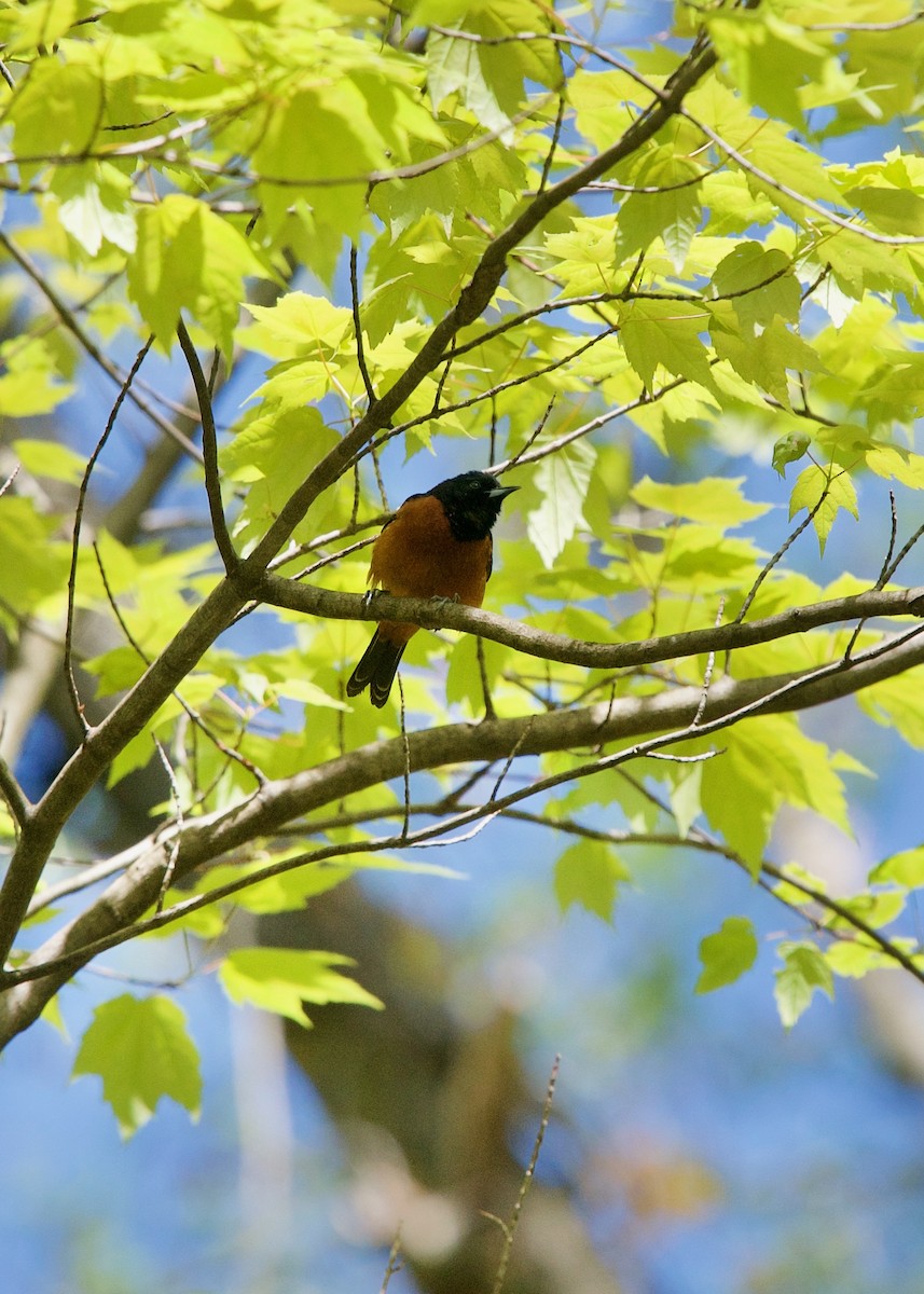 Orchard Oriole - ML237732121