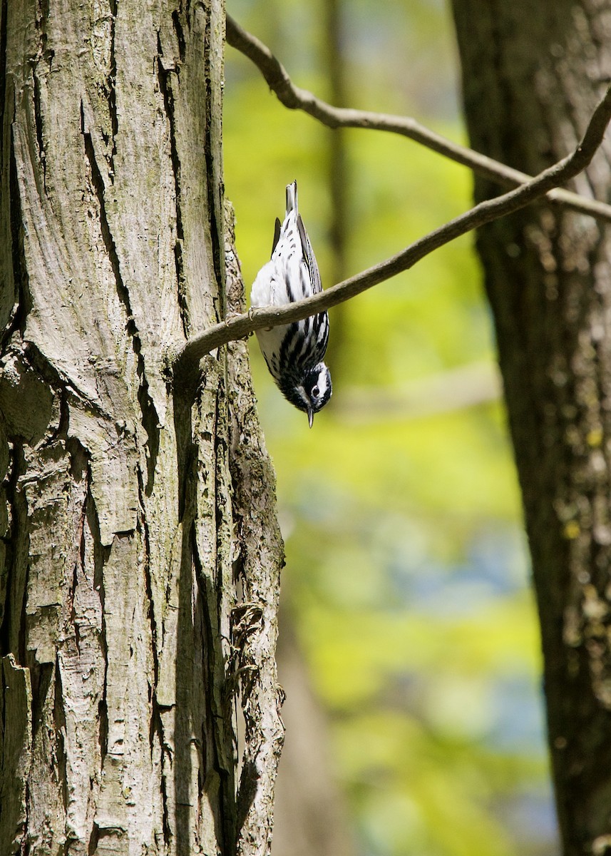 Black-and-white Warbler - ML237732131