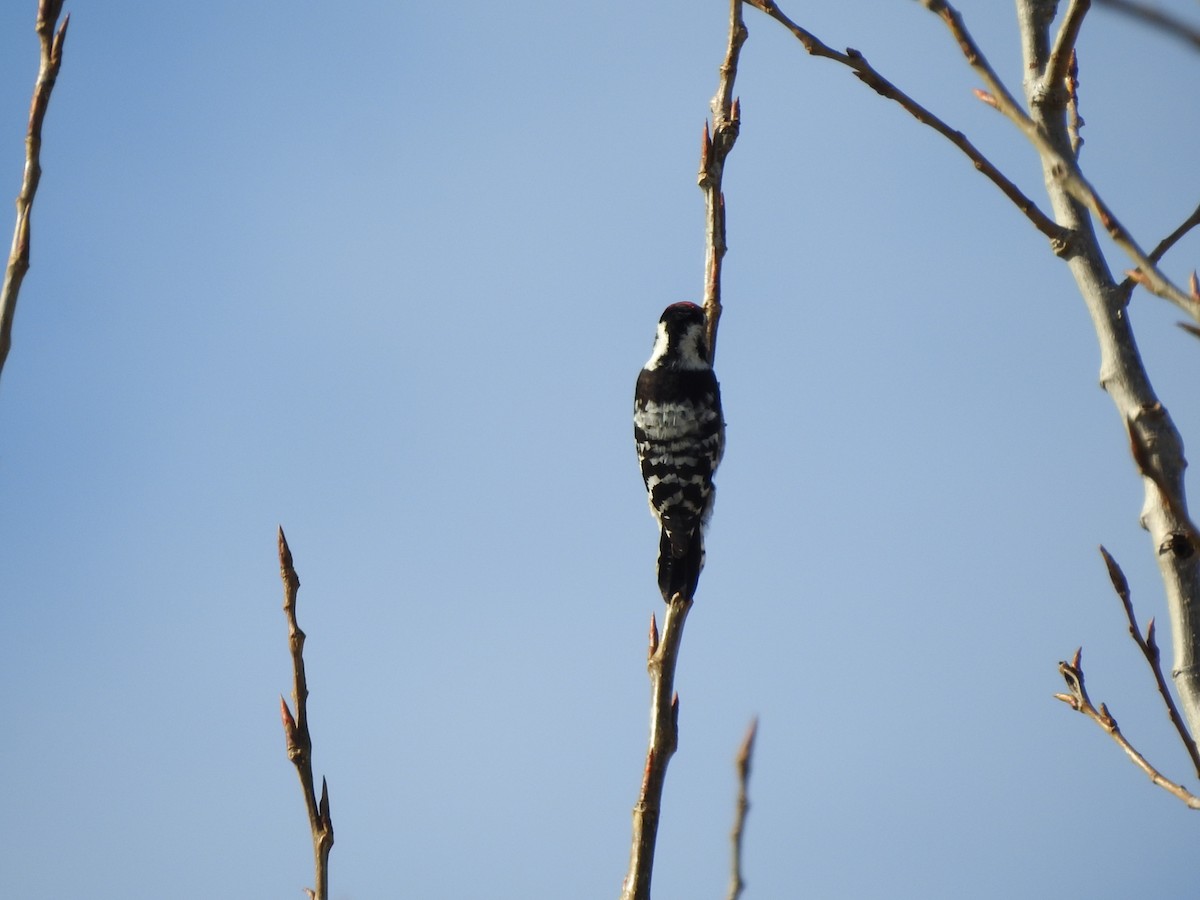 Lesser Spotted Woodpecker - Guillermo Parral Aguilar