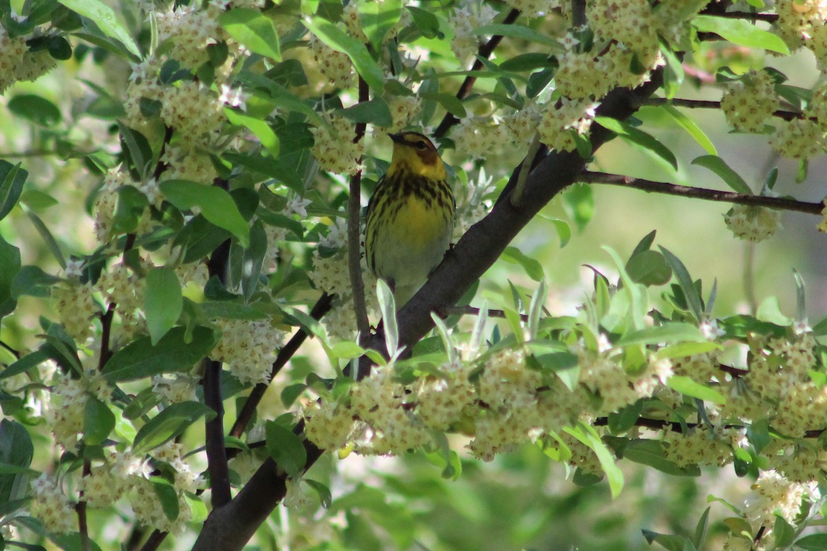 Cape May Warbler - ML237735111