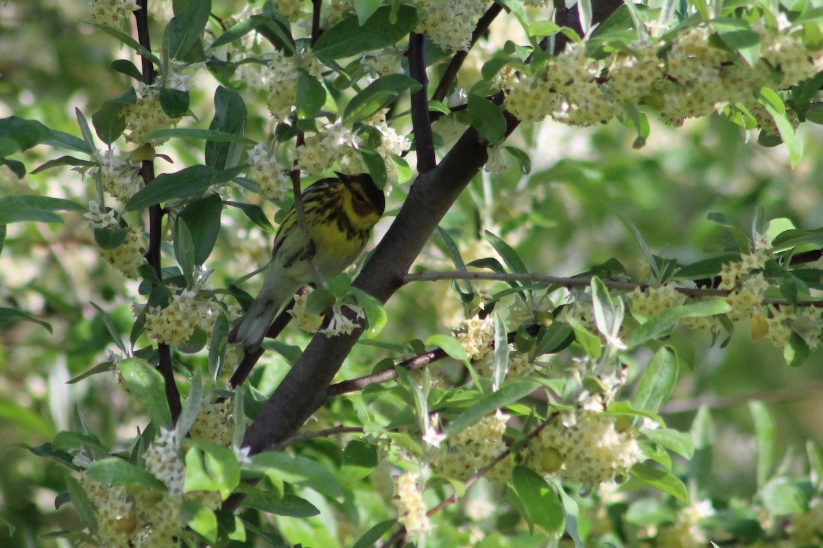 Cape May Warbler - ML237735151