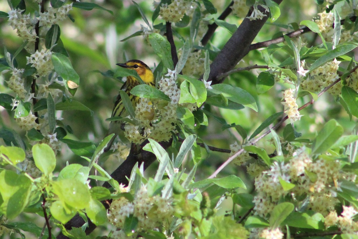 Cape May Warbler - ML237735161