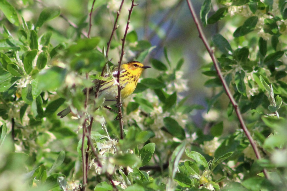 Cape May Warbler - ML237735171