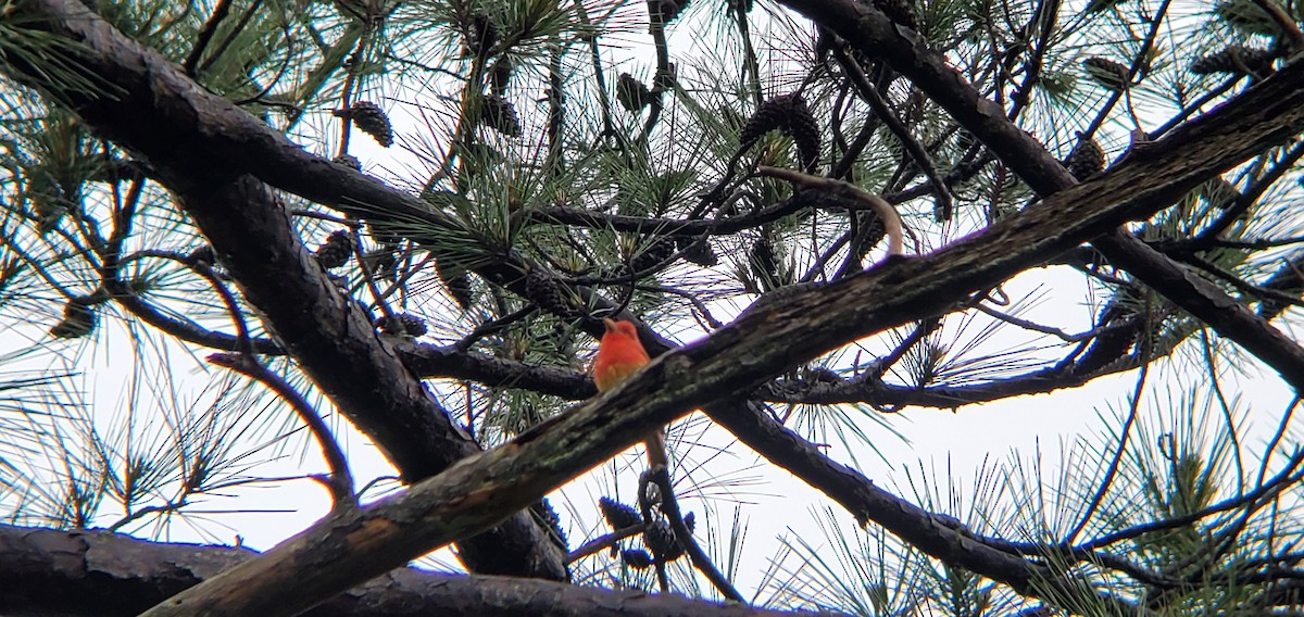 Summer Tanager - ML237735221