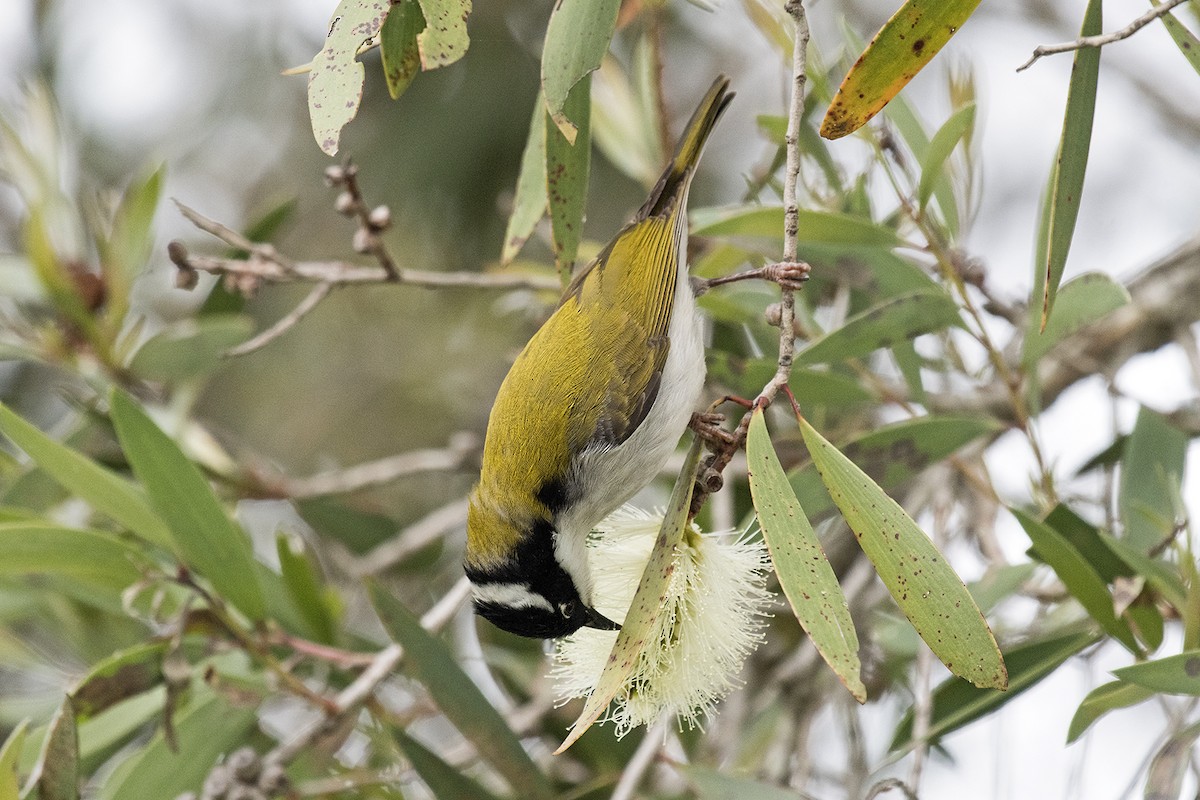 White-throated Honeyeater - ML237735941