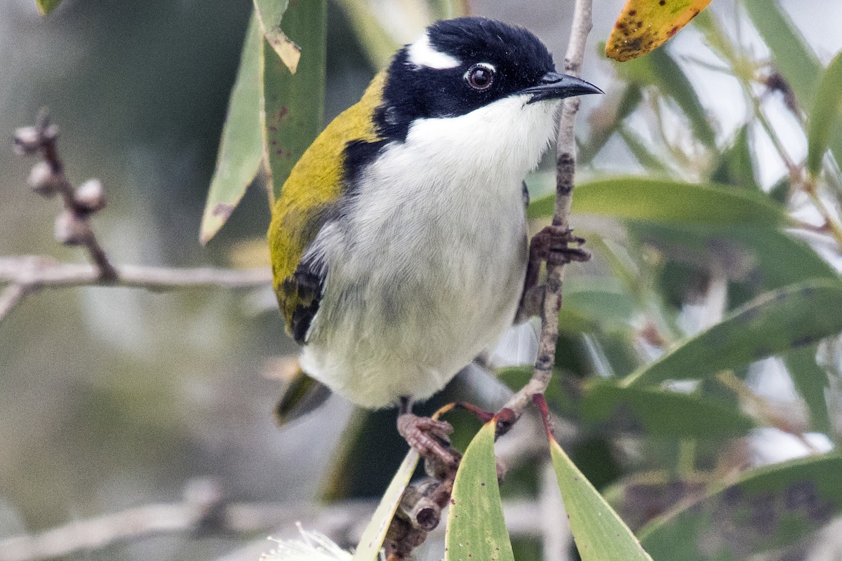 White-throated Honeyeater - ML237735951