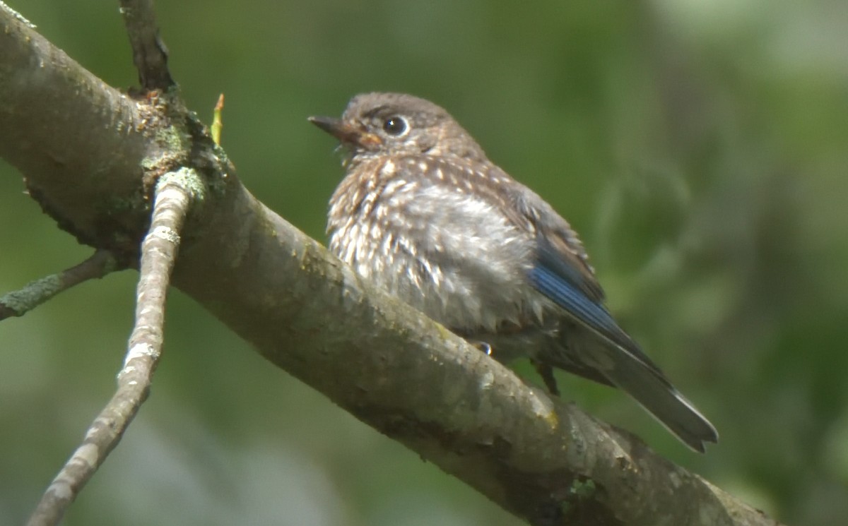 Eastern Bluebird - Richard Snow