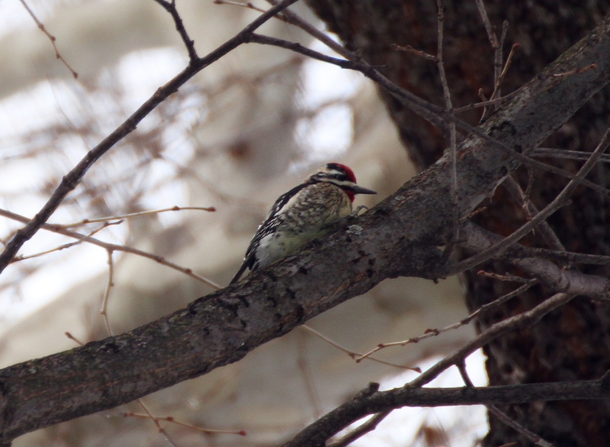 Yellow-bellied Sapsucker - ML23773651