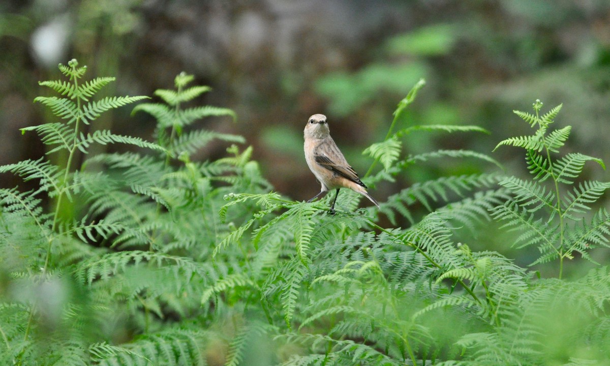 Tarabilla Siberiana (hemprichii) - ML237739541