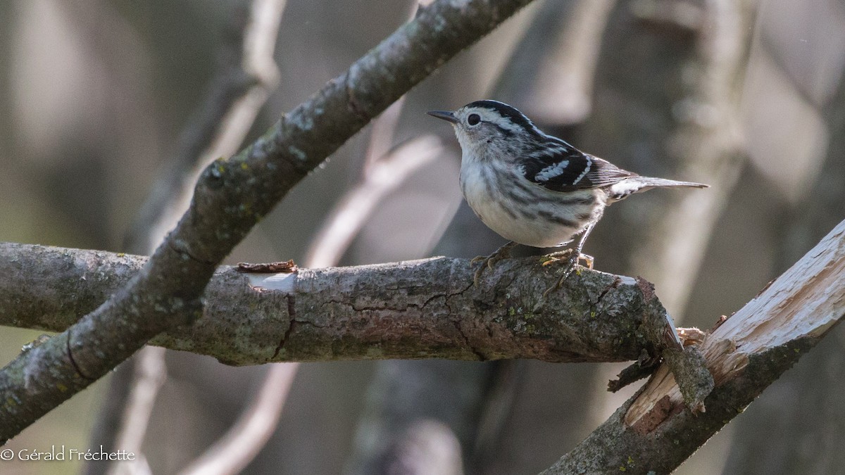 Black-and-white Warbler - ML237742831