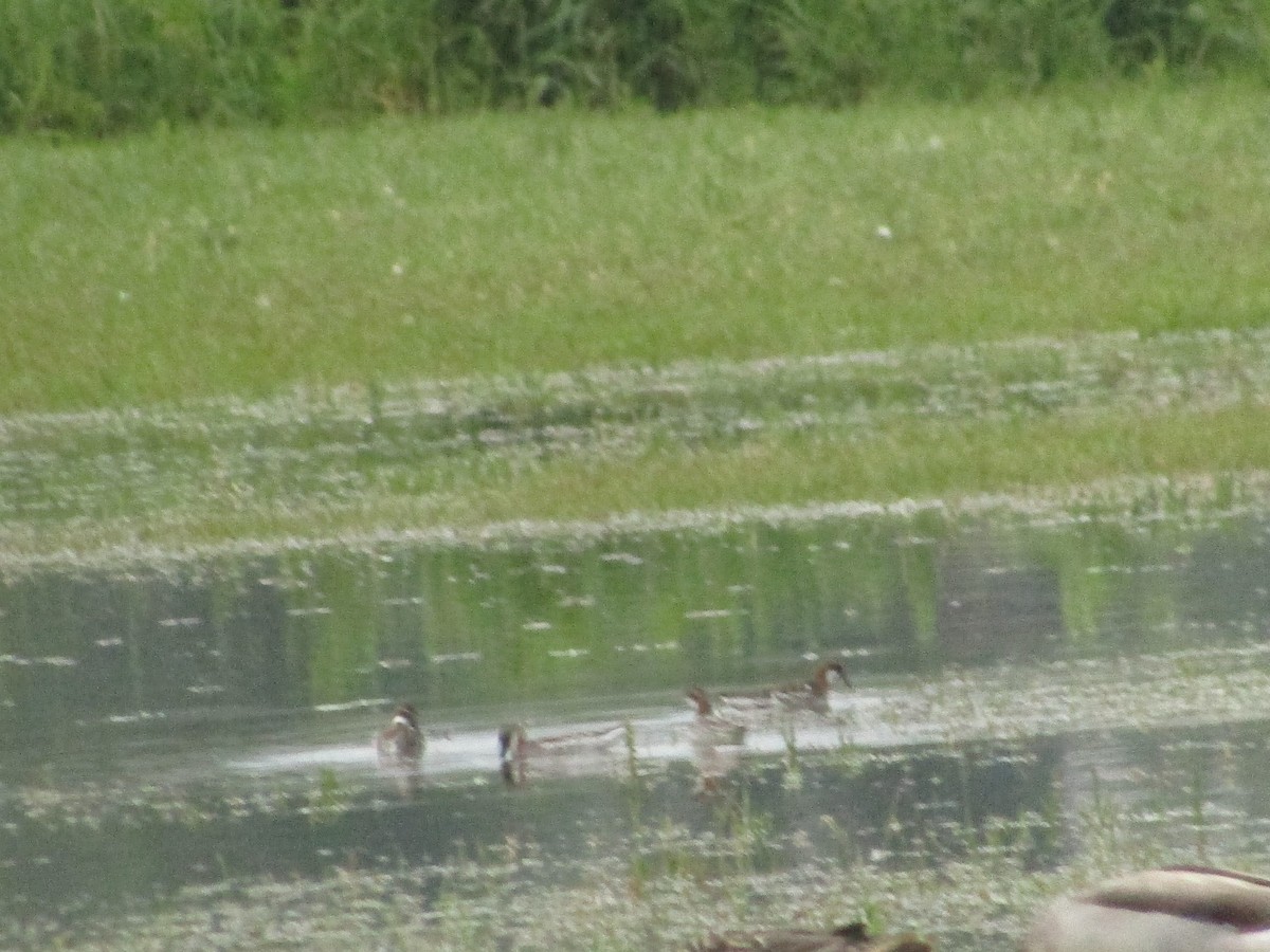 Phalarope à bec étroit - ML237743571