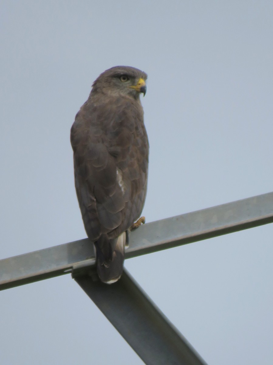 Tawny Eagle - John Woodman