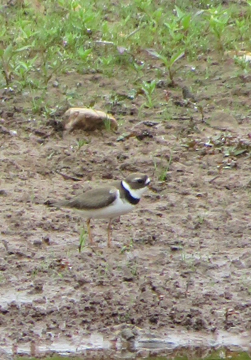 Semipalmated Plover - Jerry Warner