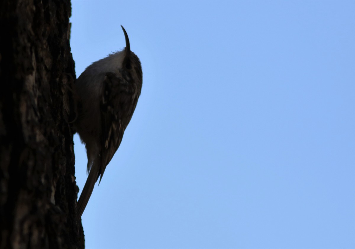 Brown Creeper - ML23774781