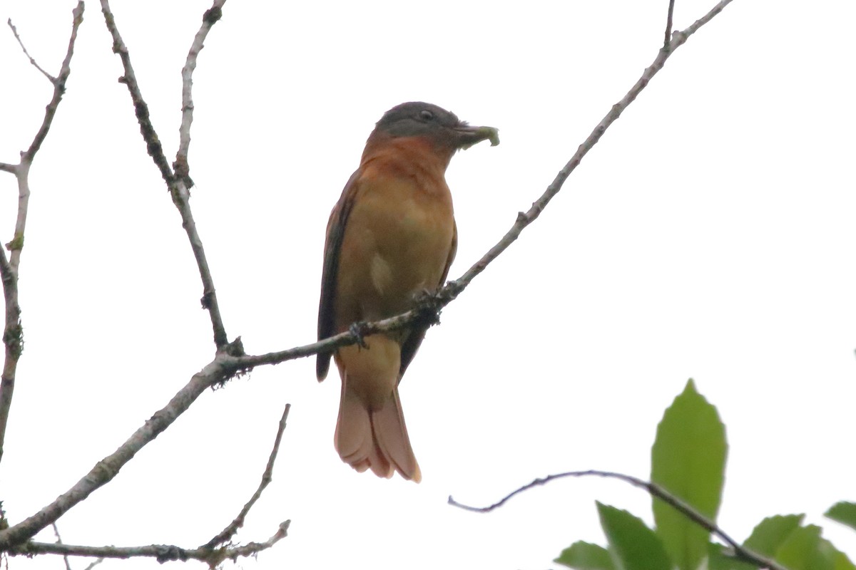 Rufous-tailed Attila - ML237747861