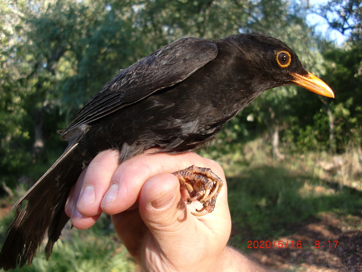 Eurasian Blackbird - ML237749661