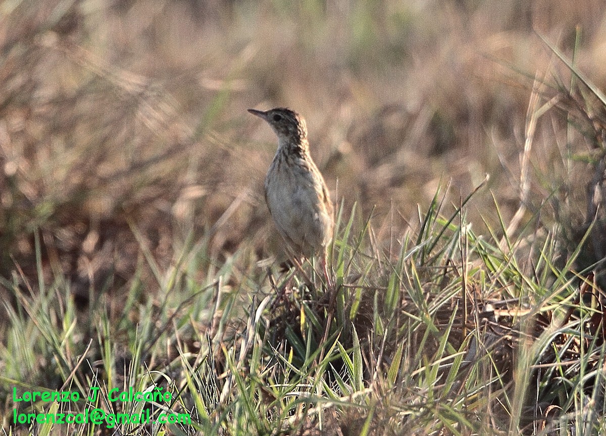 Yellowish Pipit - ML237750161