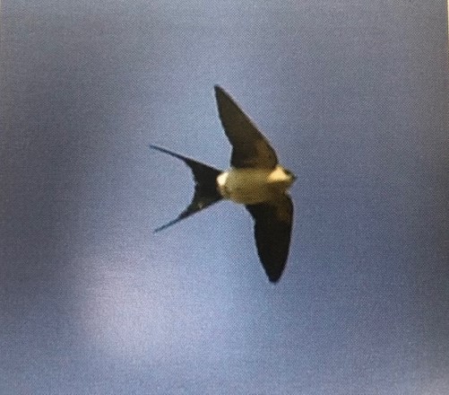 European Red-rumped Swallow - ML237750921