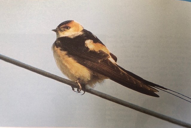 European Red-rumped Swallow - ML237750971