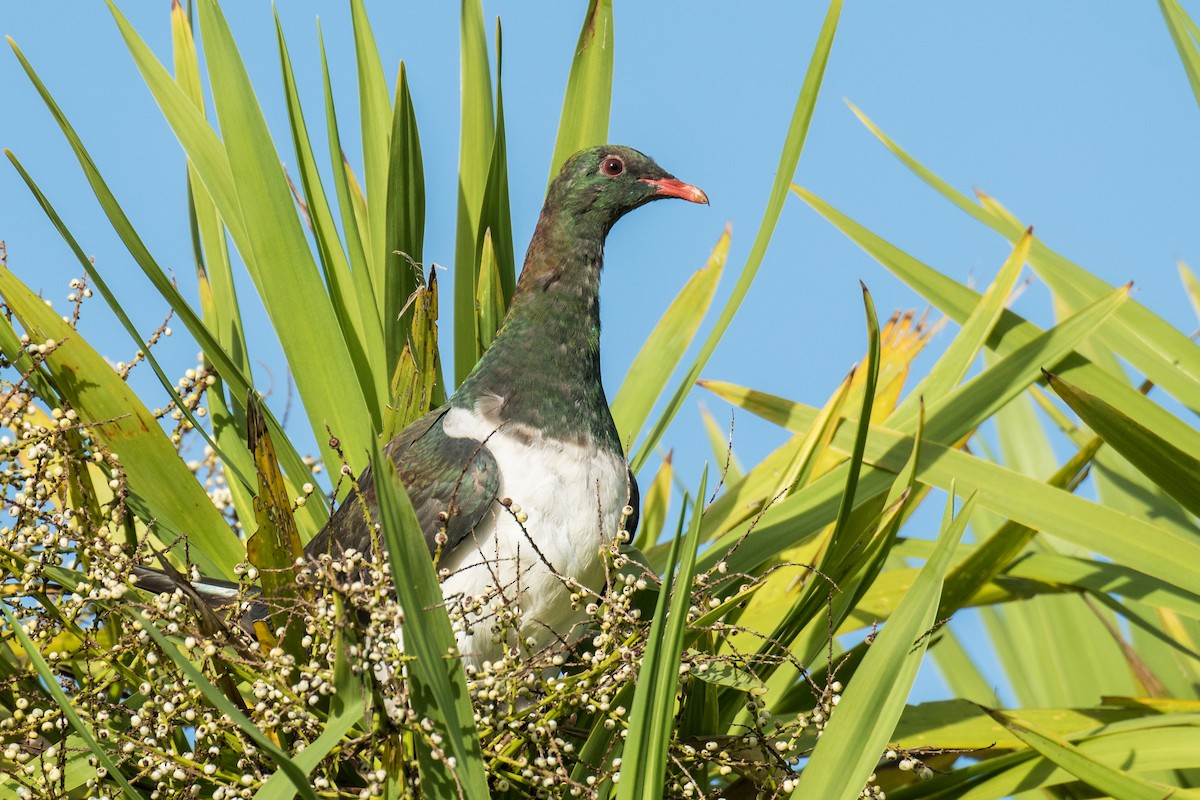 New Zealand Pigeon - Emily Turteltaub Nelson