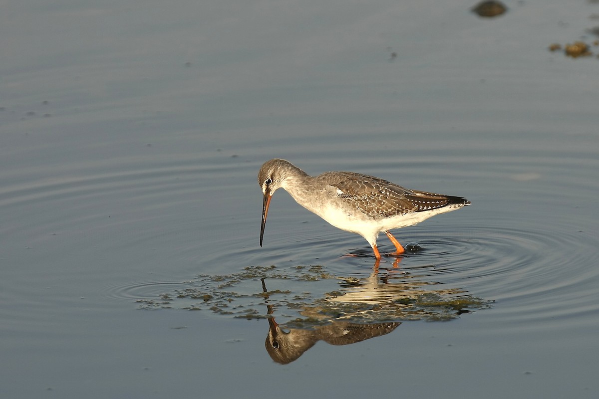 Spotted Redshank - Holger Teichmann