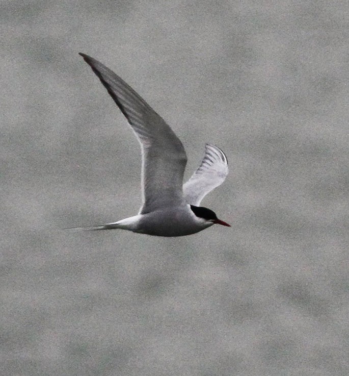 Умардын хараалай - ML23775261