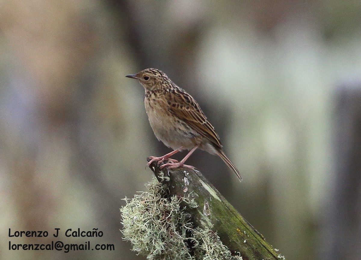 Paramo Pipit - ML237753141