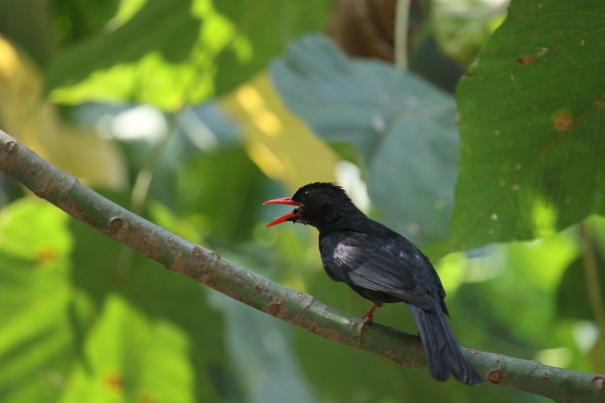 Black Bulbul - 舜昌 蕭