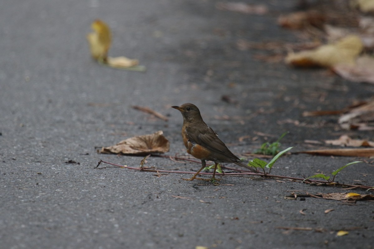 Brown-headed Thrush - 舜昌 蕭