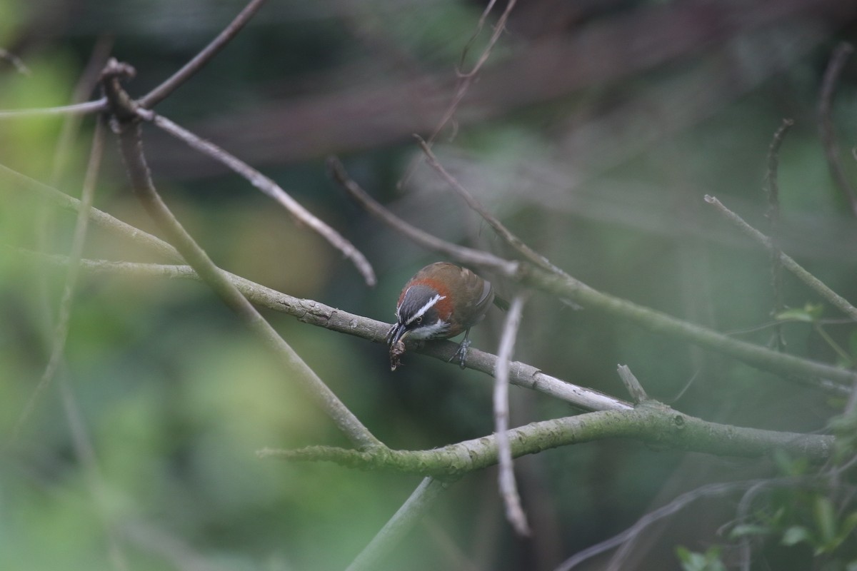 Taiwan Scimitar-Babbler - 舜昌 蕭